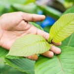 Trusted Kratom Compounds